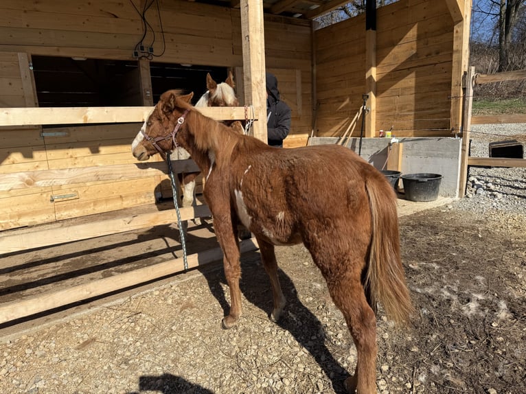 Paint Horse Merrie 1 Jaar 155 cm Overo-alle-kleuren in Edelsbach bei Feldbacj
