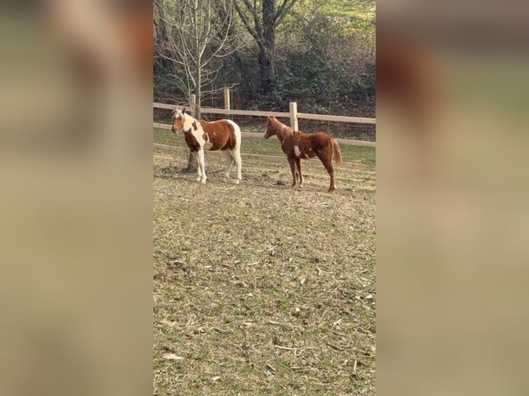 Paint Horse Merrie 1 Jaar 155 cm Overo-alle-kleuren in Edelsbach bei Feldbacj