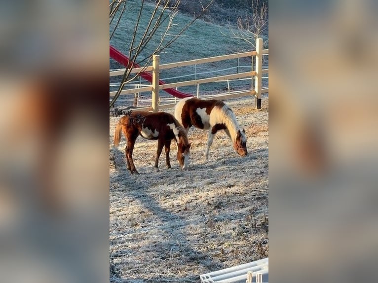 Paint Horse Merrie 1 Jaar 155 cm Overo-alle-kleuren in Edelsbach bei Feldbacj