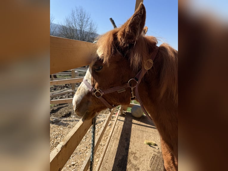 Paint Horse Merrie 1 Jaar 155 cm Overo-alle-kleuren in Edelsbach bei Feldbacj