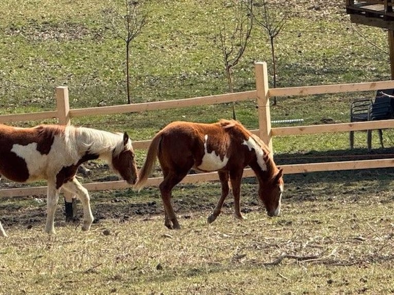 Paint Horse Merrie 1 Jaar 155 cm Overo-alle-kleuren in Edelsbach bei Feldbacj