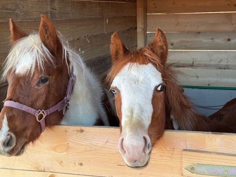 Paint Horse Merrie 1 Jaar 155 cm Overo-alle-kleuren in Edelsbach bei Feldbacj