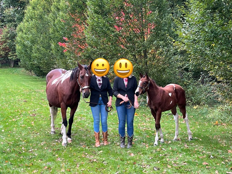 Paint Horse Merrie 1 Jaar 155 cm Tobiano-alle-kleuren in Groitzsch