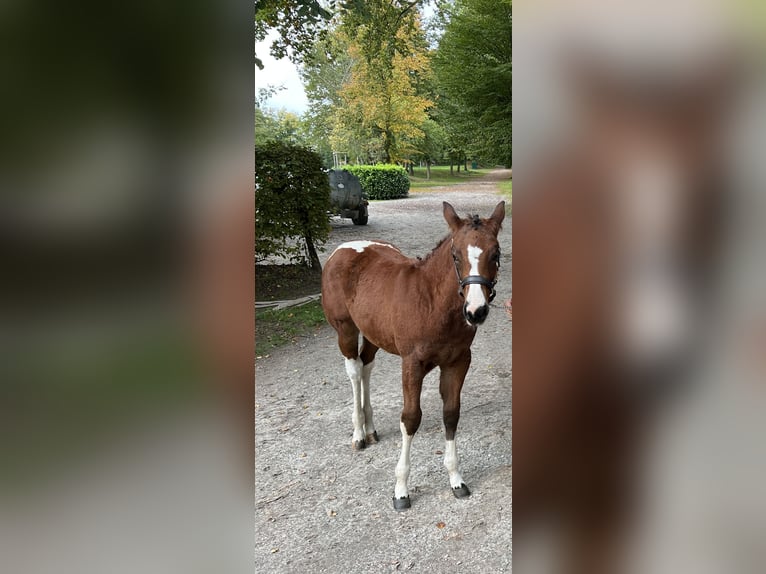 Paint Horse Merrie 1 Jaar 155 cm Tobiano-alle-kleuren in Groitzsch