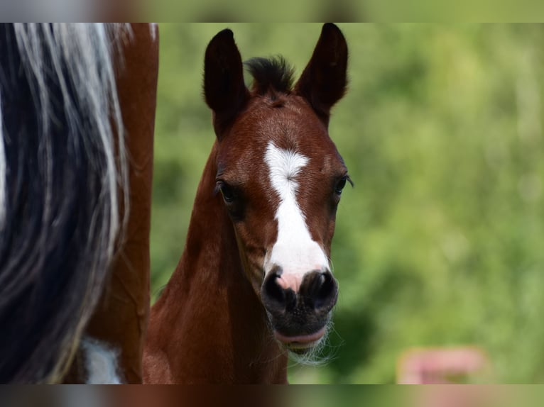 Paint Horse Merrie 1 Jaar 155 cm Tobiano-alle-kleuren in Groitzsch