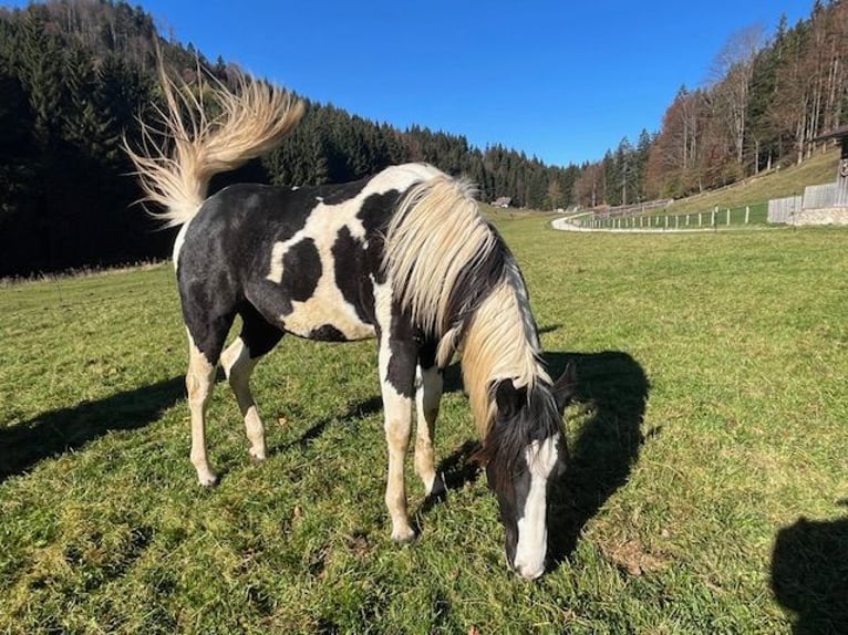 Paint Horse Merrie 1 Jaar 155 cm Tobiano-alle-kleuren in TraunkirchenTraunkirchen