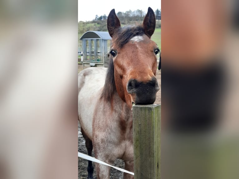 Paint Horse Merrie 1 Jaar 158 cm Roan-Bay in Auengrund