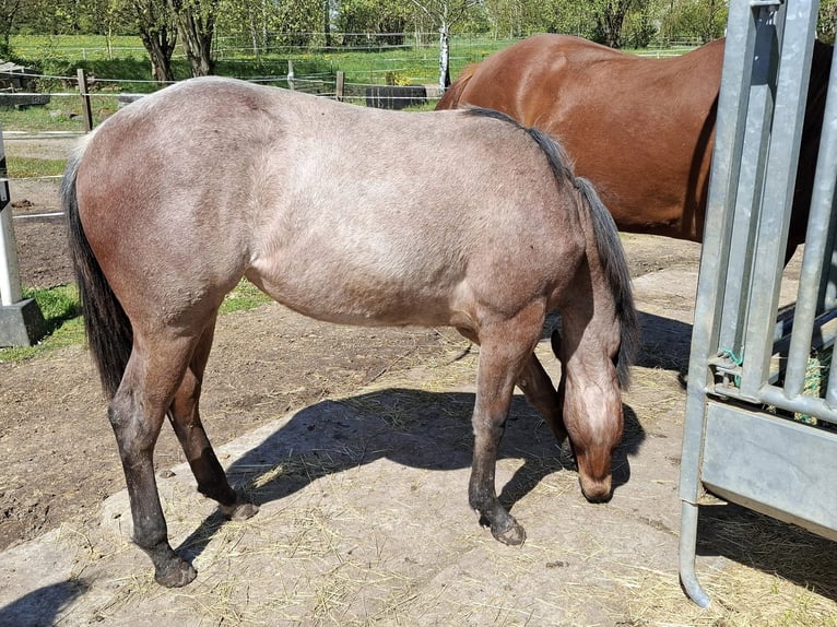 Paint Horse Merrie 1 Jaar 158 cm Roan-Bay in Auengrund