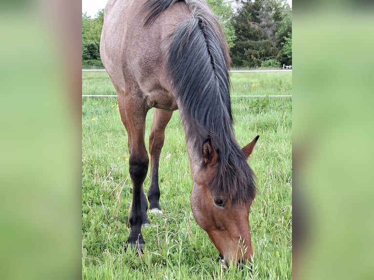 Paint Horse Merrie 1 Jaar 158 cm Roan-Bay in Auengrund