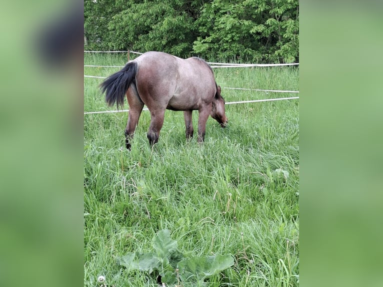 Paint Horse Merrie 1 Jaar 158 cm Roan-Bay in Auengrund