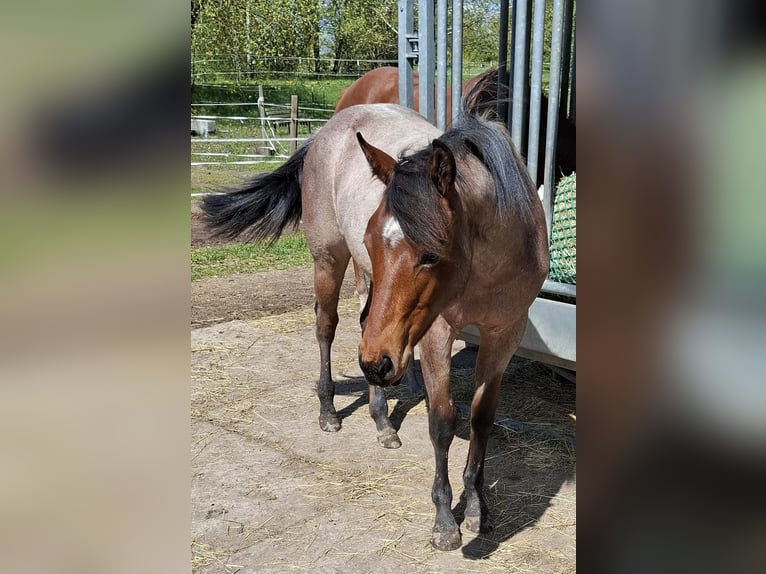 Paint Horse Merrie 1 Jaar 158 cm Roan-Bay in Auengrund