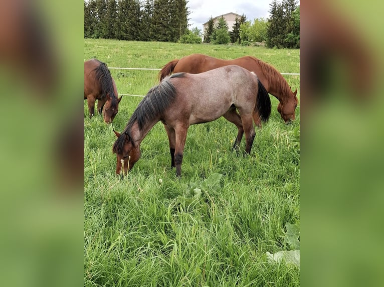 Paint Horse Merrie 1 Jaar 158 cm Roan-Bay in Auengrund