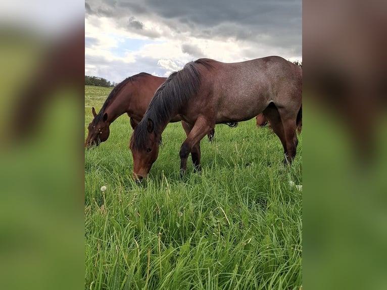 Paint Horse Merrie 1 Jaar 158 cm Roan-Bay in Auengrund