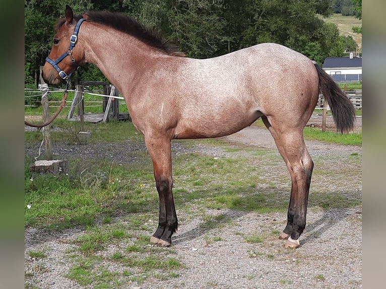 Paint Horse Merrie 1 Jaar 158 cm Roan-Bay in Auengrund