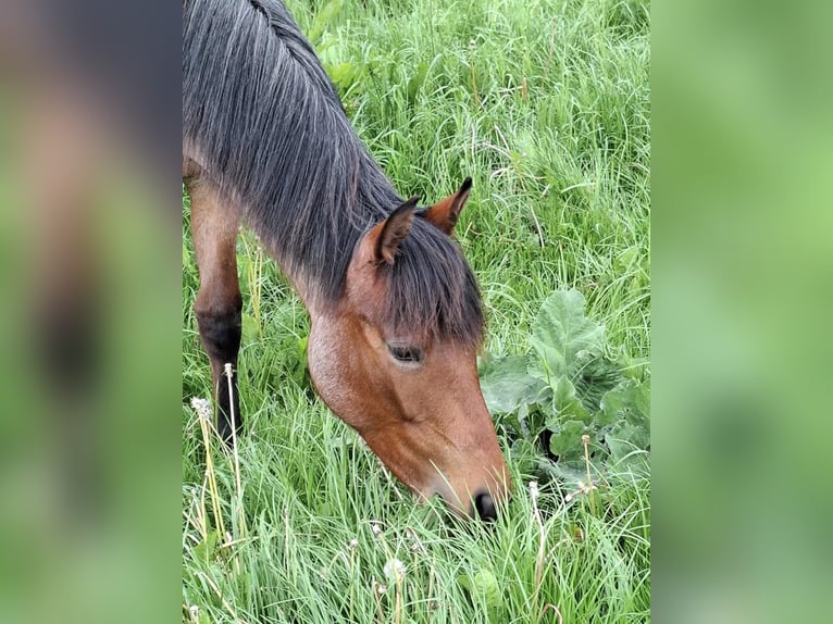 Paint Horse Merrie 1 Jaar 158 cm Roan-Bay in Auengrund