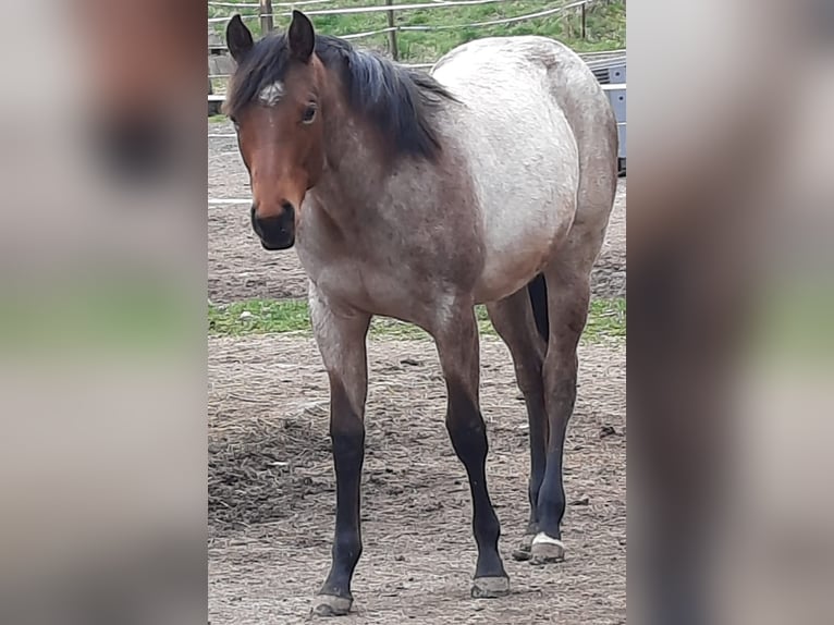 Paint Horse Merrie 1 Jaar 158 cm Roan-Bay in Auengrund