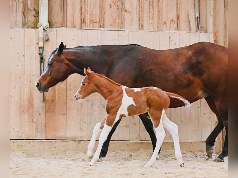 Paint Horse Merrie 1 Jaar 158 cm Vos in Pranzing