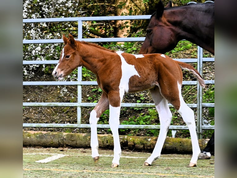 Paint Horse Merrie 1 Jaar 158 cm Vos in Pranzing