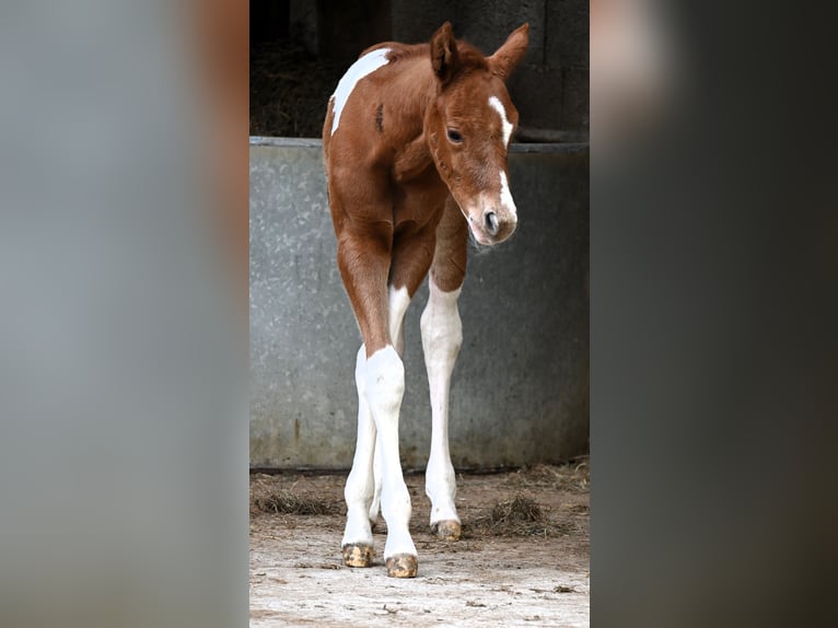 Paint Horse Merrie 1 Jaar 158 cm Vos in Pranzing