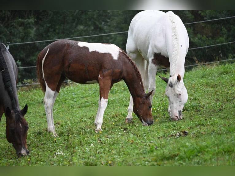 Paint Horse Merrie 1 Jaar 158 cm Vos in Pranzing