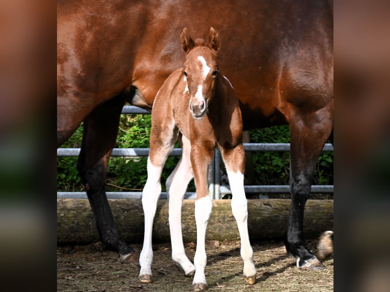 Paint Horse Merrie 1 Jaar 158 cm Vos in Pranzing