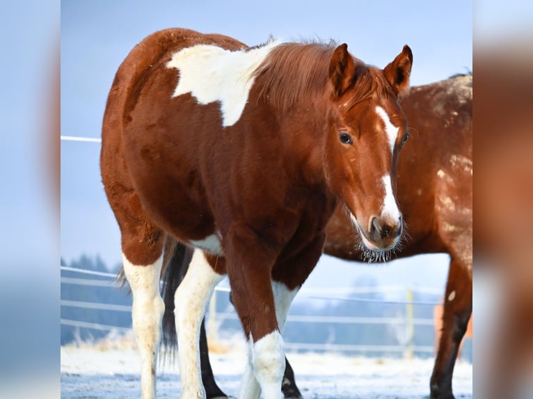 Paint Horse Merrie 1 Jaar 158 cm Vos in Pranzing