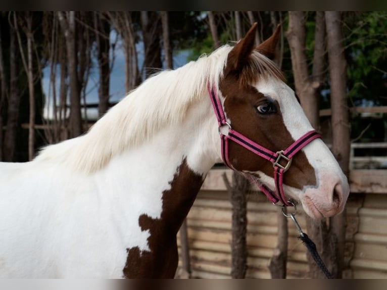 Paint Horse Mix Merrie 1 Jaar 160 cm Gevlekt-paard in Torreblanca