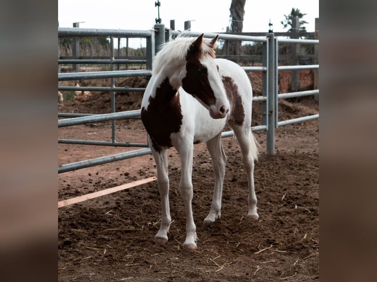 Paint Horse Mix Merrie 1 Jaar 160 cm Gevlekt-paard in Torreblanca
