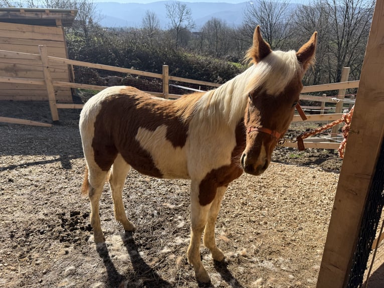 Paint Horse Merrie 1 Jaar 160 cm Overo-alle-kleuren in edelbach bei feldbach