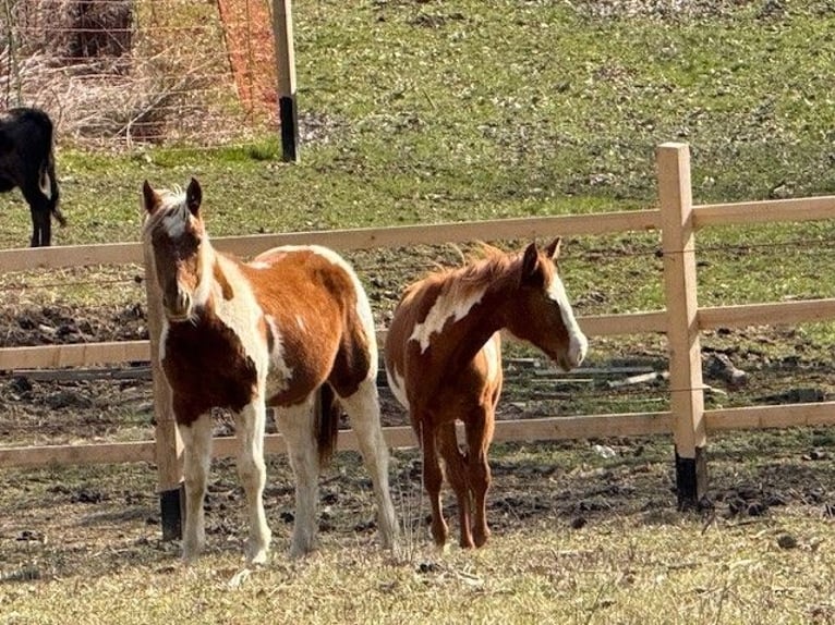 Paint Horse Merrie 1 Jaar 160 cm Overo-alle-kleuren in edelbach bei feldbach