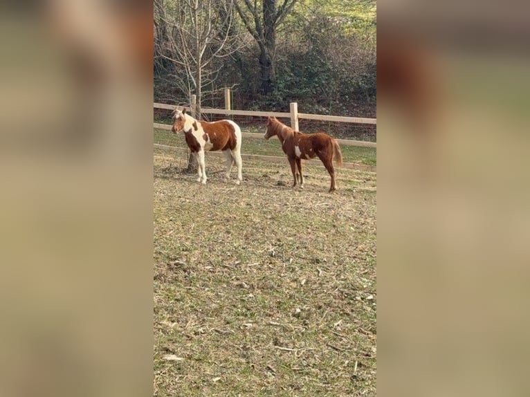 Paint Horse Merrie 1 Jaar 160 cm Overo-alle-kleuren in edelbach bei feldbach