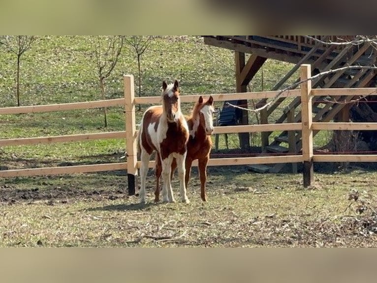 Paint Horse Merrie 1 Jaar 160 cm Overo-alle-kleuren in edelbach bei feldbach