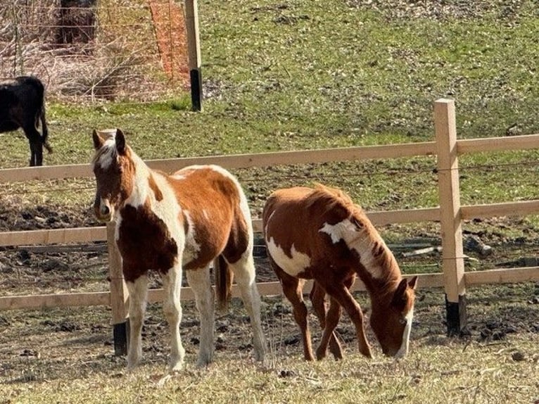 Paint Horse Merrie 1 Jaar 160 cm Overo-alle-kleuren in edelbach bei feldbach