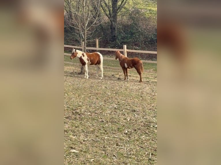 Paint Horse Merrie 1 Jaar 160 cm Overo-alle-kleuren in edelbach bei feldbach