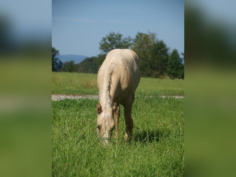 Paint Horse Merrie 1 Jaar 160 cm Palomino in Rohrdorf