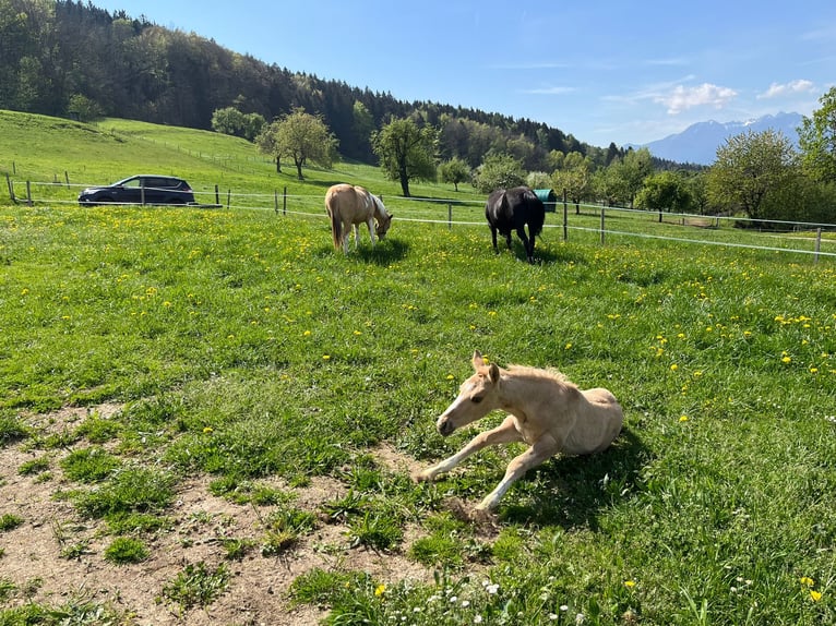 Paint Horse Merrie 1 Jaar 160 cm Palomino in Rohrdorf