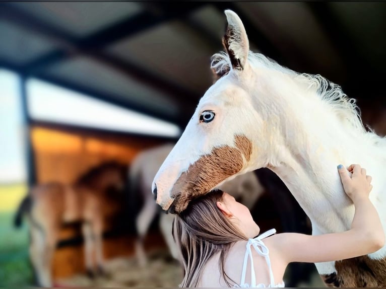 Paint Horse Merrie 1 Jaar 163 cm Tovereo-alle-kleuren in Strmilov