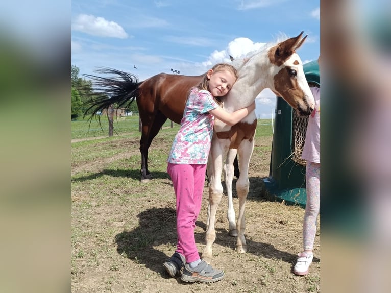 Paint Horse Merrie 1 Jaar 163 cm Tovereo-alle-kleuren in Strmilov