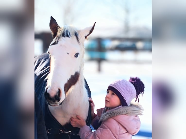 Paint Horse Merrie 1 Jaar 163 cm Tovereo-alle-kleuren in Strmilov