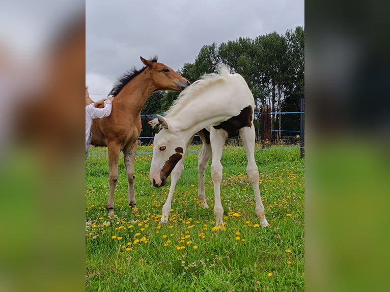 Paint Horse Merrie 1 Jaar 163 cm Tovereo-alle-kleuren in Strmilov