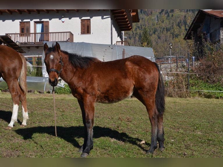 Paint Horse Merrie 1 Jaar Donkerbruin in Borgo Valsugana