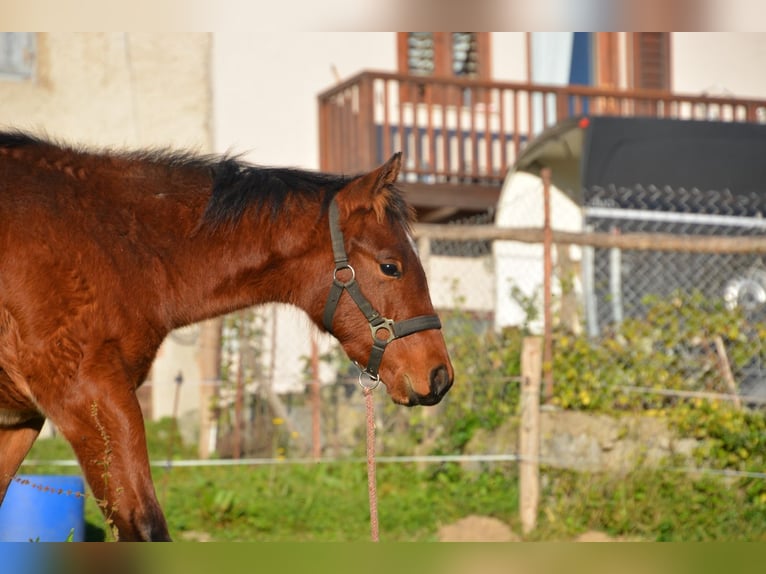 Paint Horse Merrie 1 Jaar Donkerbruin in Borgo Valsugana