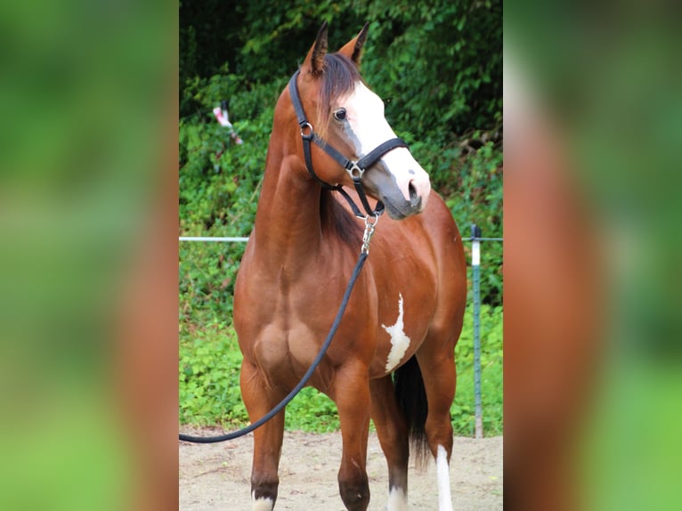 Paint Horse Merrie 1 Jaar Gevlekt-paard in Haigerloch