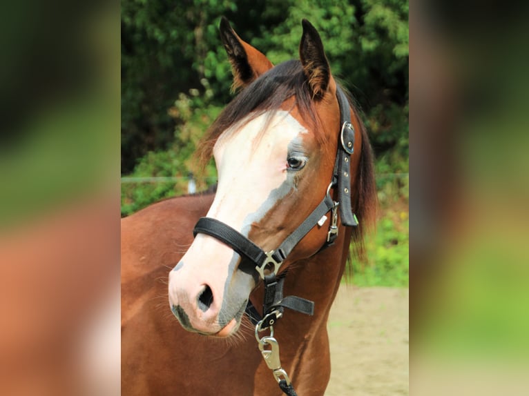 Paint Horse Merrie 1 Jaar Gevlekt-paard in Haigerloch