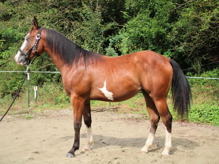 Paint Horse Merrie 1 Jaar Gevlekt-paard in Haigerloch