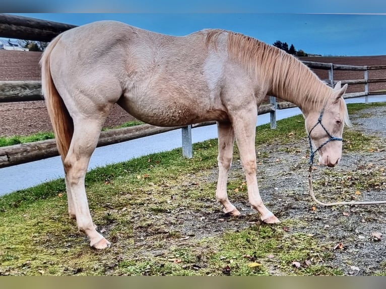 Paint Horse Merrie 1 Jaar Gevlekt-paard in Oelsnitz