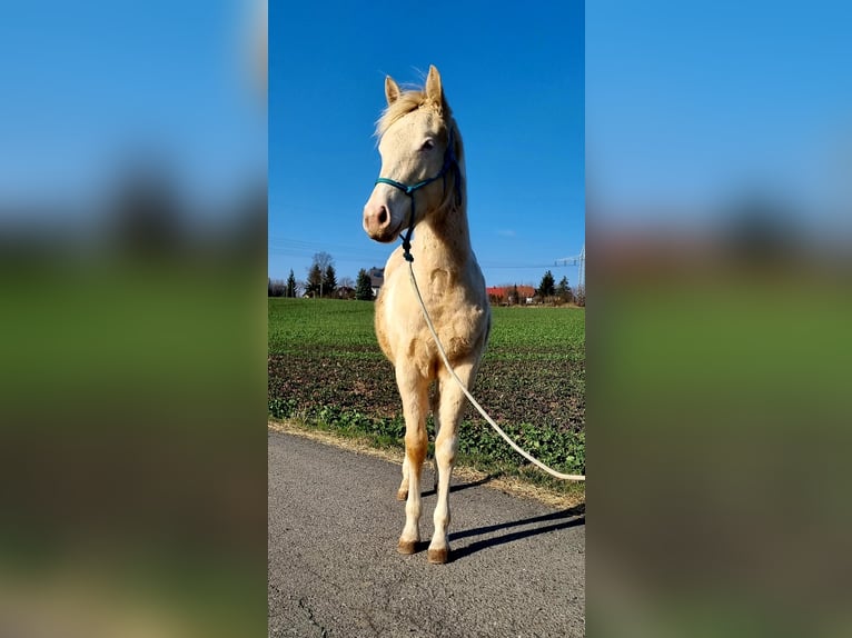 Paint Horse Merrie 1 Jaar Gevlekt-paard in Oelsnitz