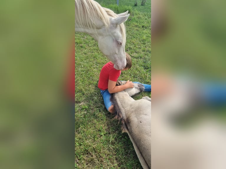 Paint Horse Merrie 1 Jaar Gevlekt-paard in Oelsnitz