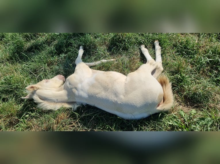 Paint Horse Merrie 1 Jaar Gevlekt-paard in Oelsnitz