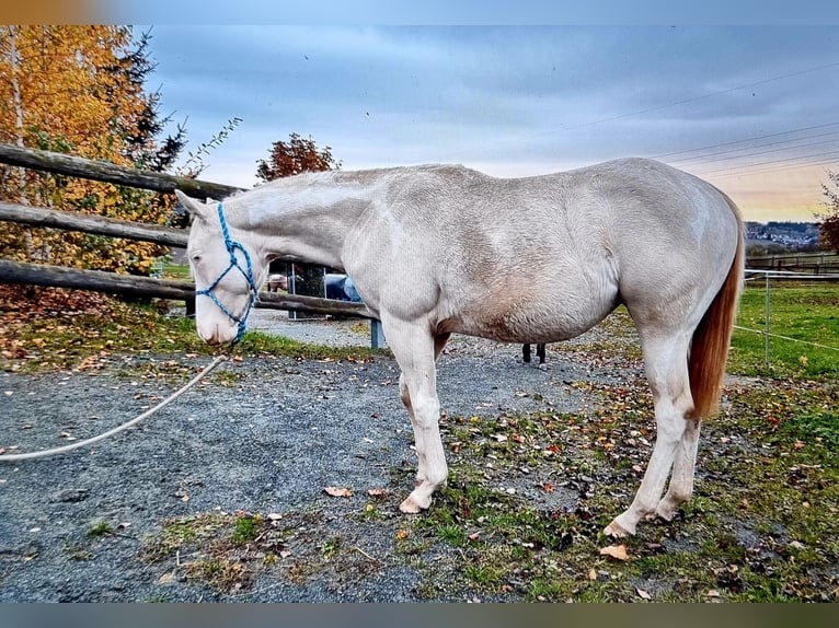 Paint Horse Merrie 1 Jaar Gevlekt-paard in Oelsnitz